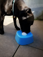 WhizePet™ Rolling Treat Bowl – Slow Feeder & Boredom Buster